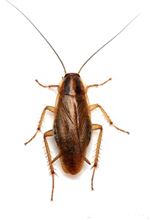 kakkerlakkenbestrijding